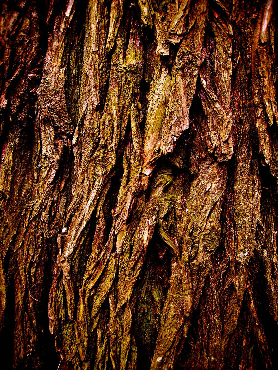 tree bark texture free photo