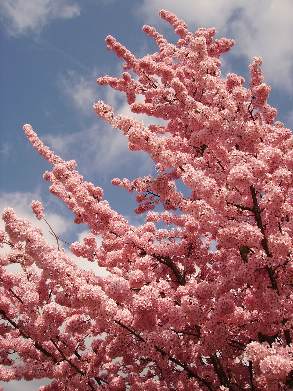 cherry blossom sky pink flowers free photo