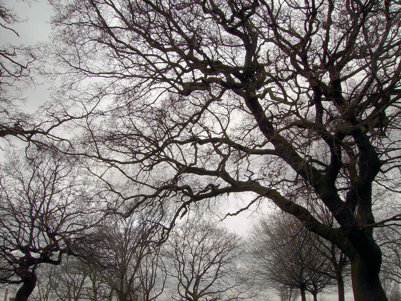 trees branches textures free photo