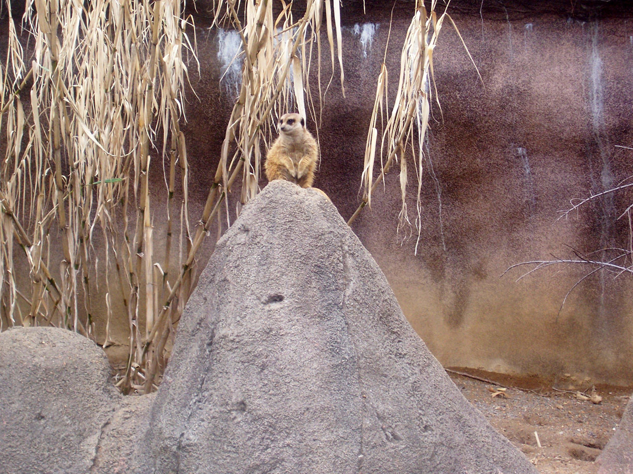 meerkat zoo meerkat free photo