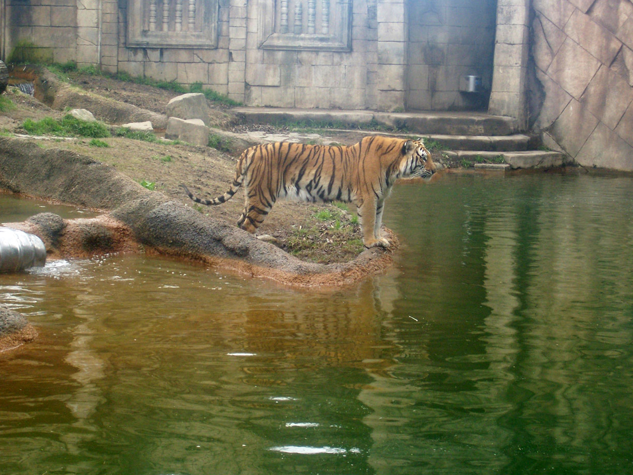 tiger zoo tiger free photo