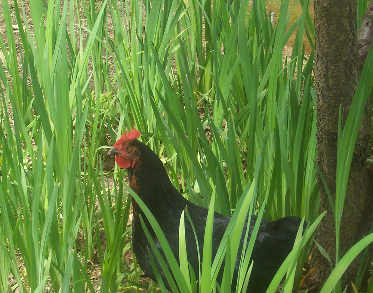 farm chicken chicken in tall grass free photo