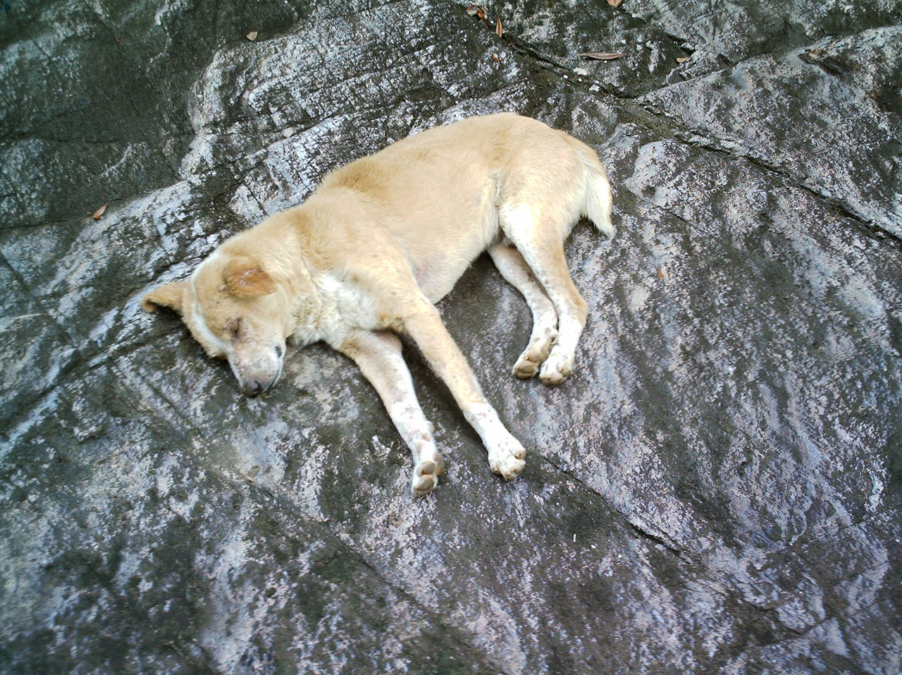 dog animals sleep free photo