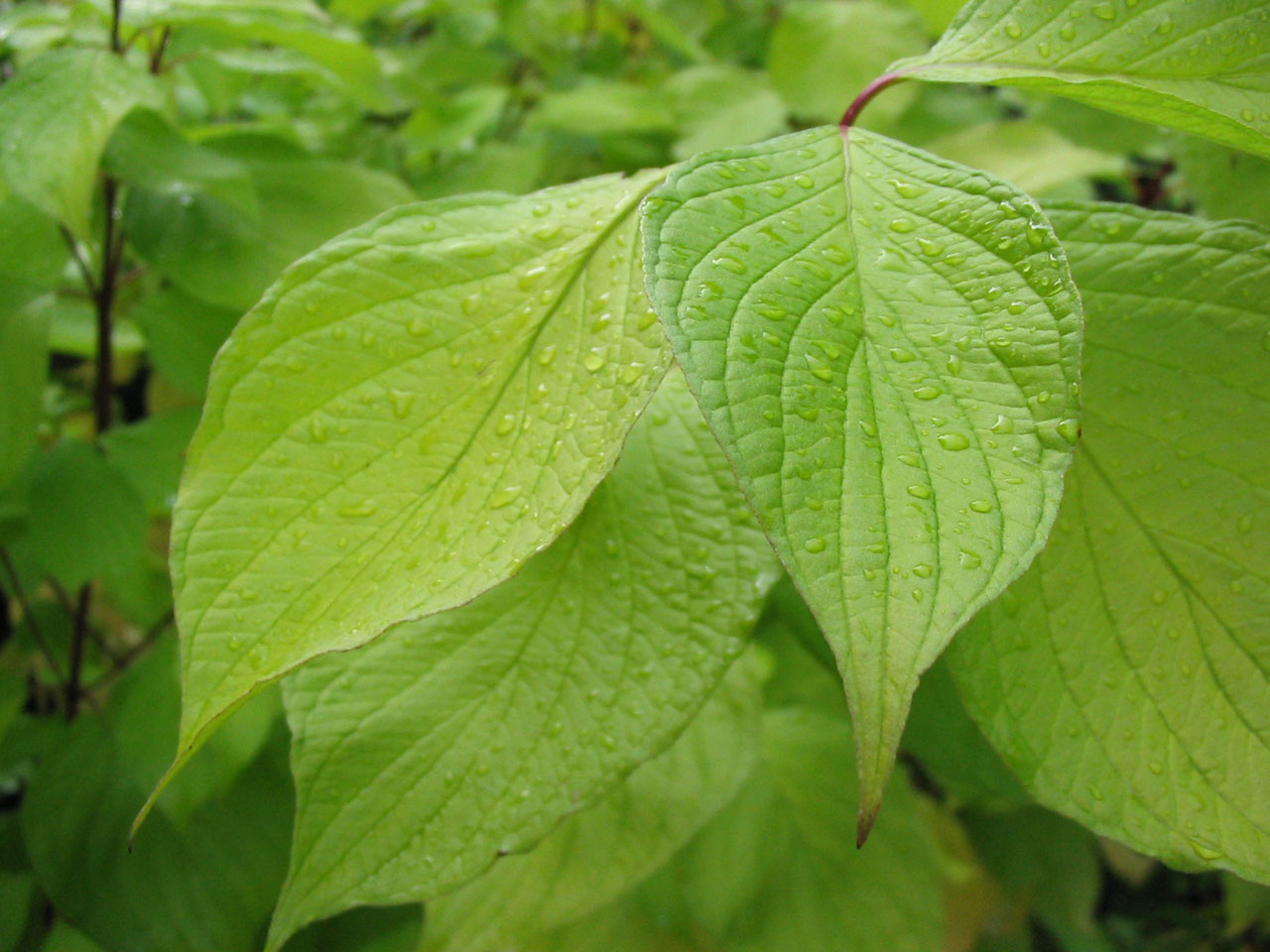 close up green leaves free photo