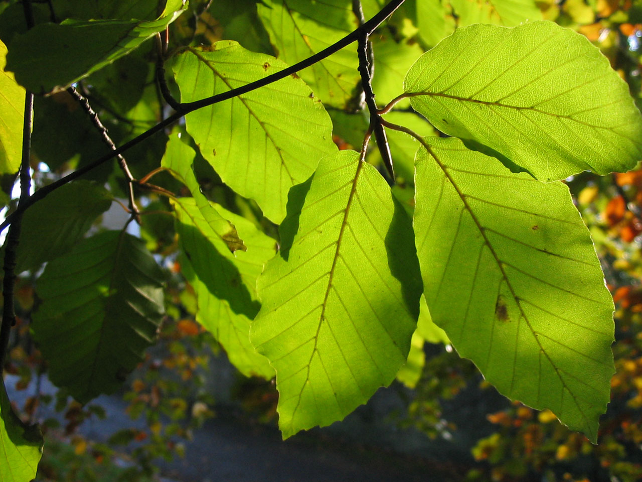 beech leaves tree free photo