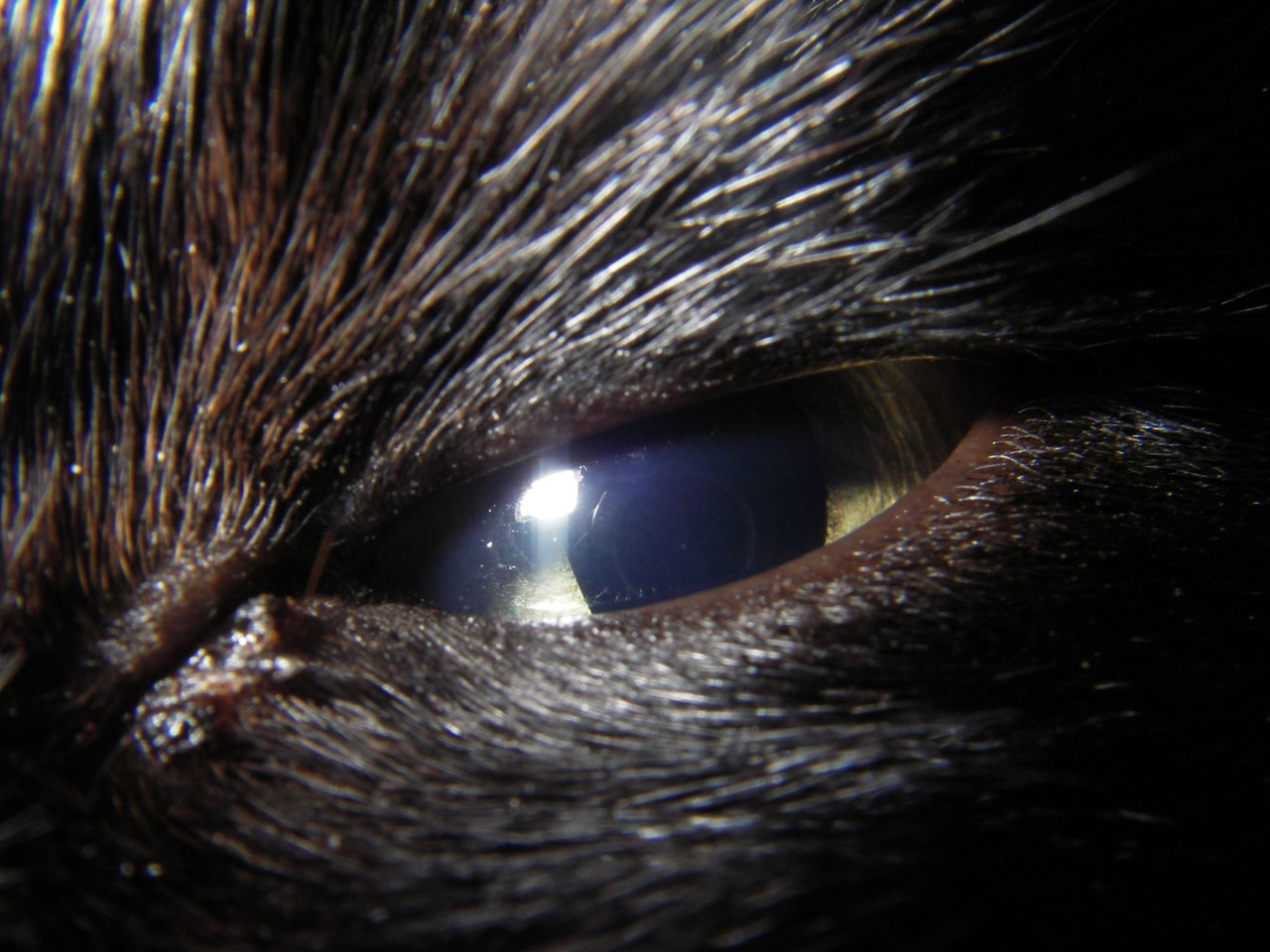 cat eye makro free photo