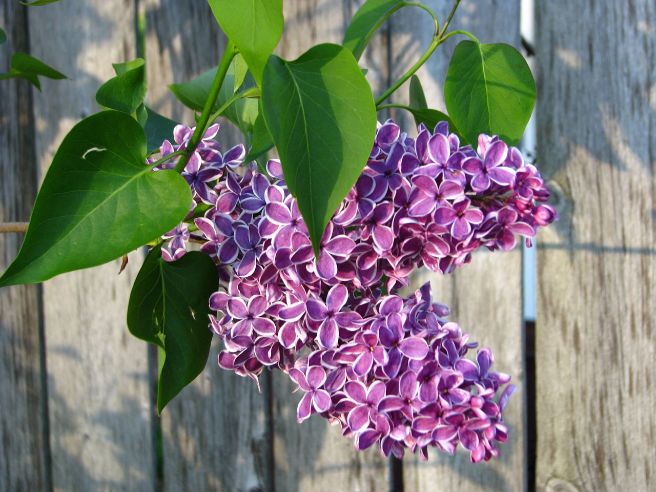 lilacs flowers rustic free photo