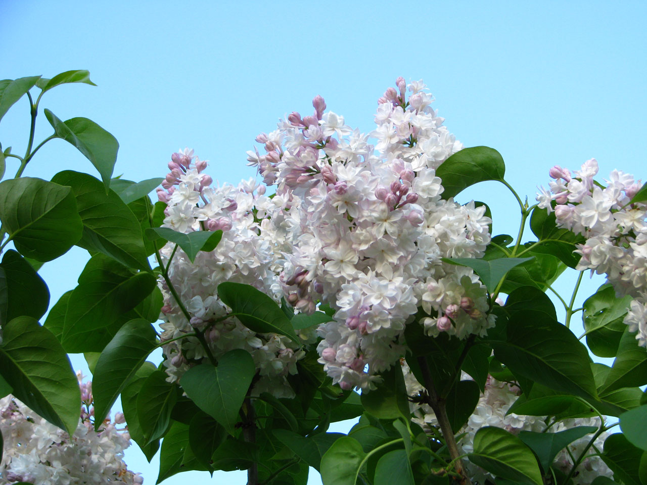 lilacs flowers spring free photo