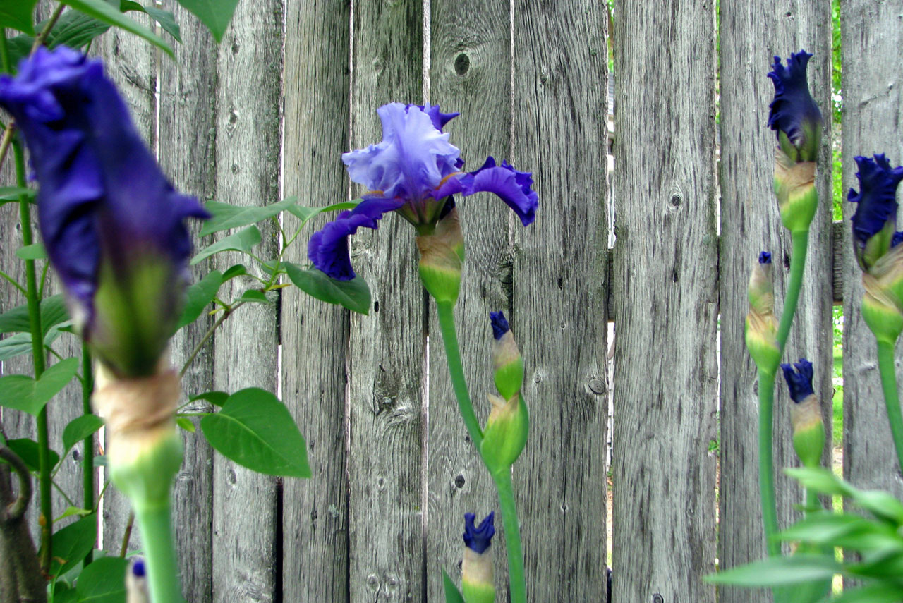 irises rustic fence free photo
