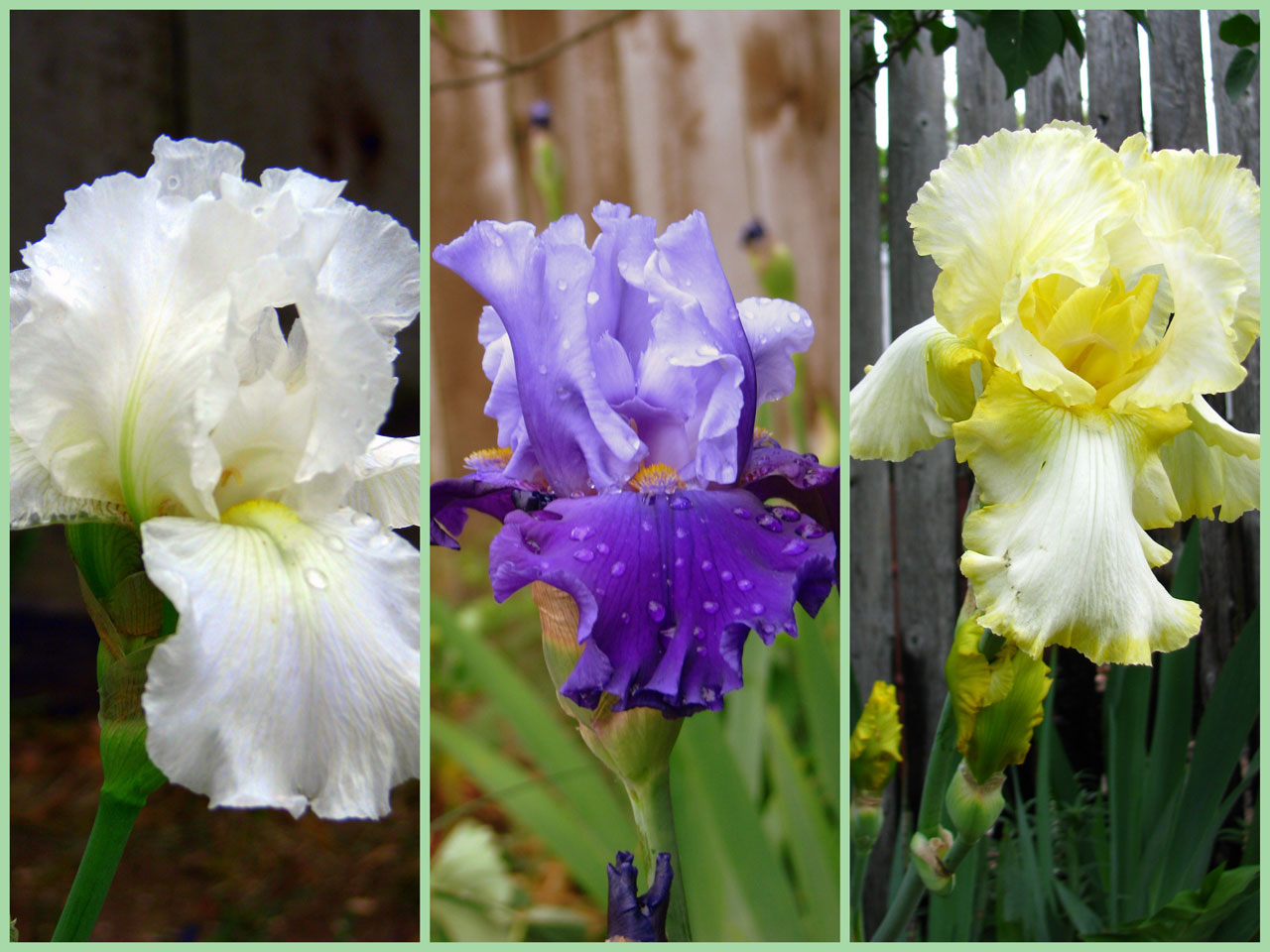 irises spring collage free photo