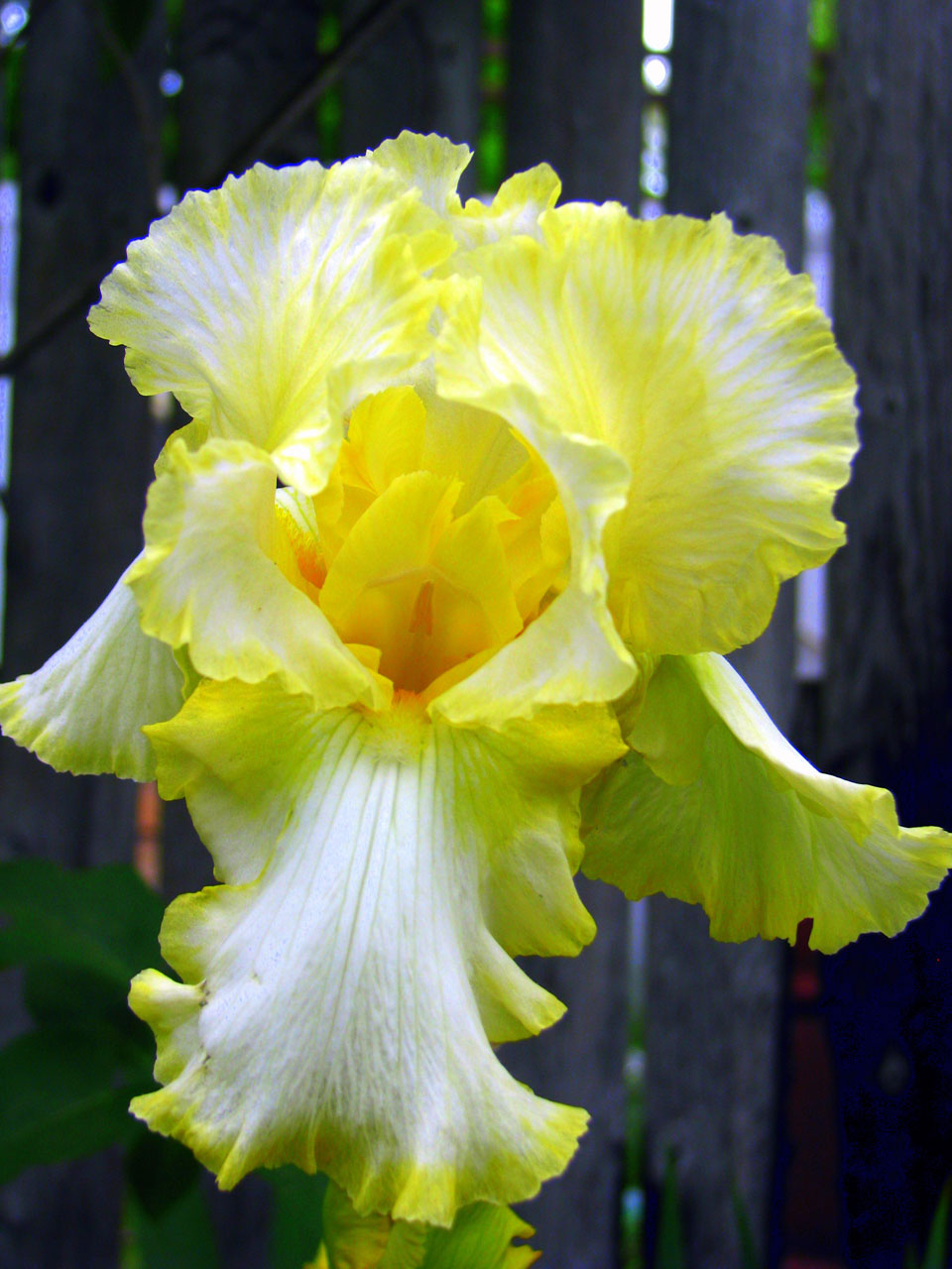 iris yellow spring free photo