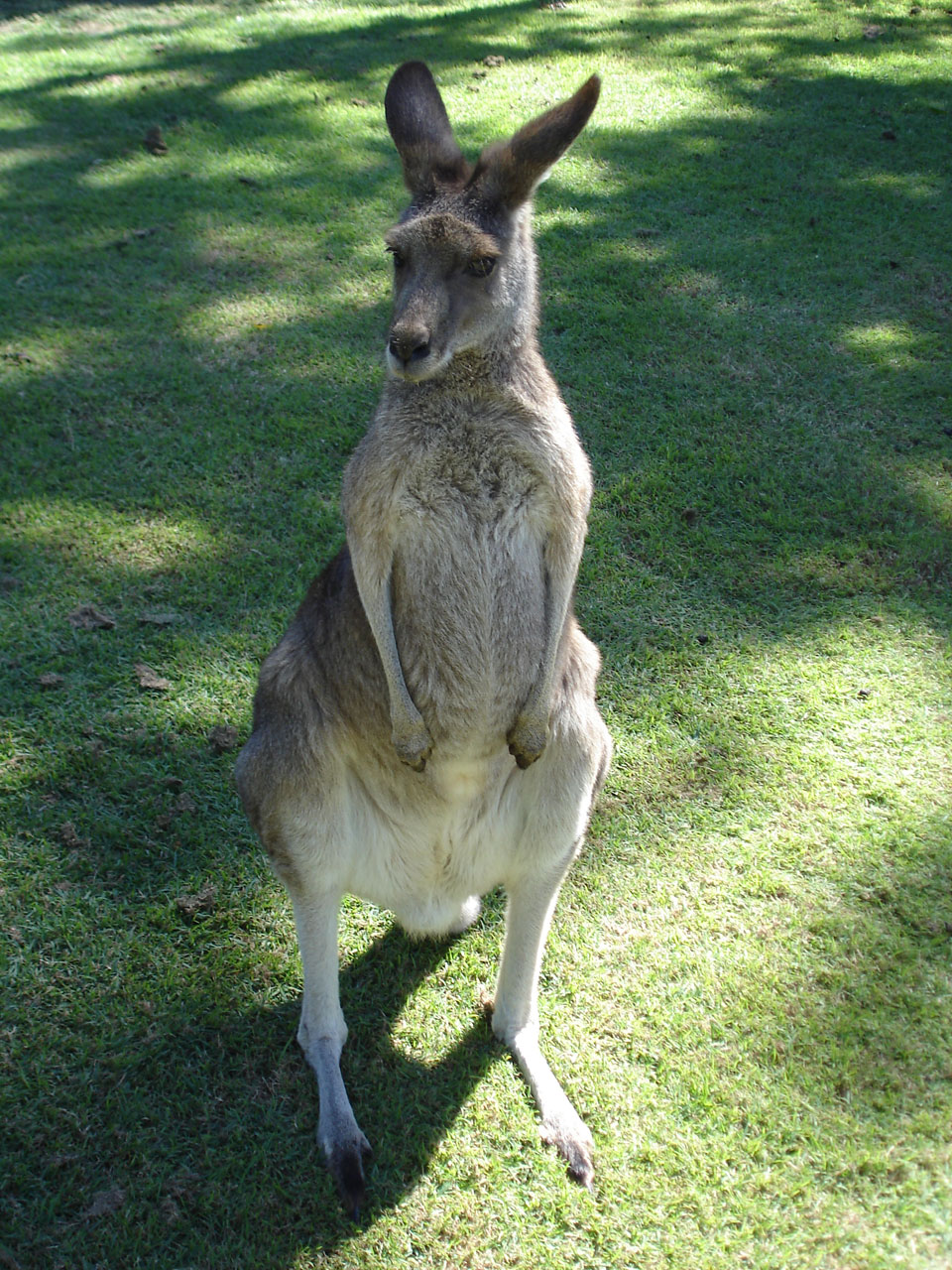 kangaroo fauna wildlife free photo