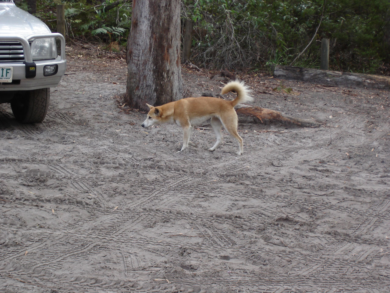 dingo dog wildlife free photo