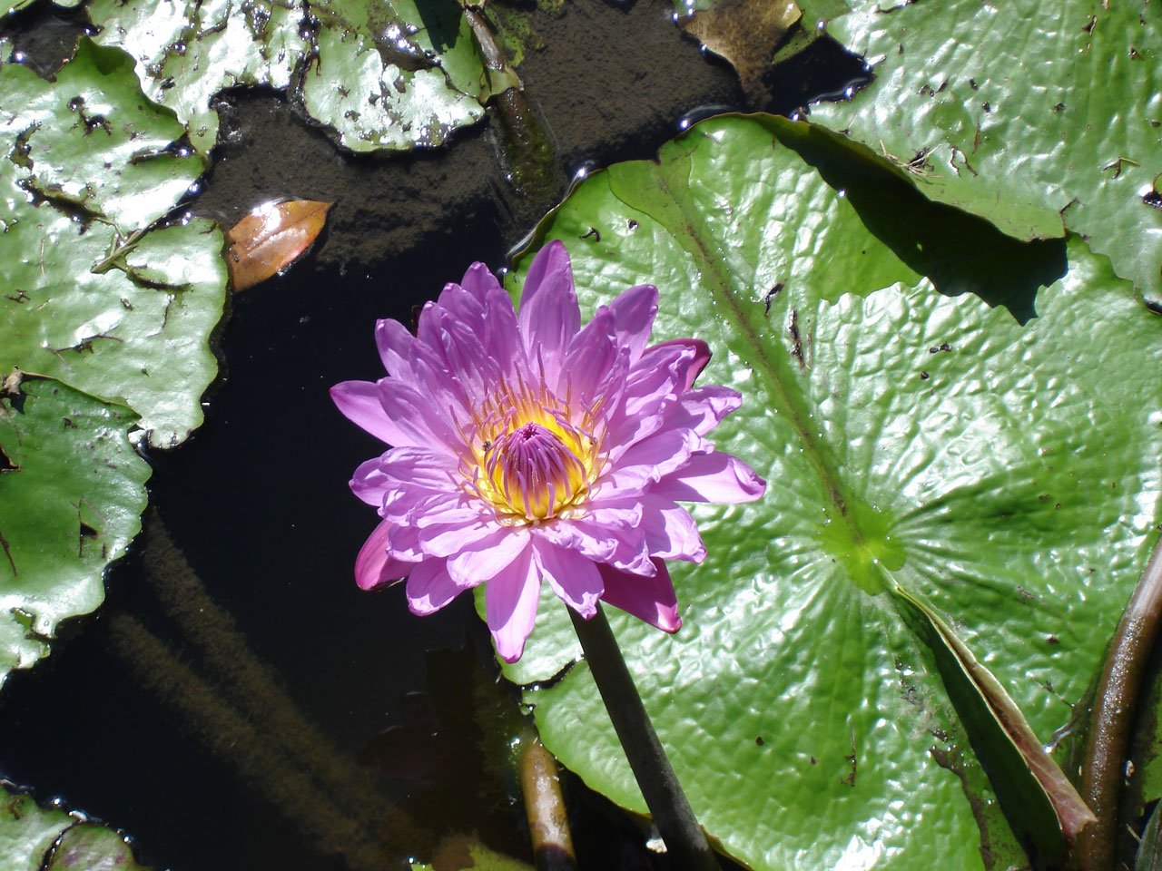 water lily flower free photo