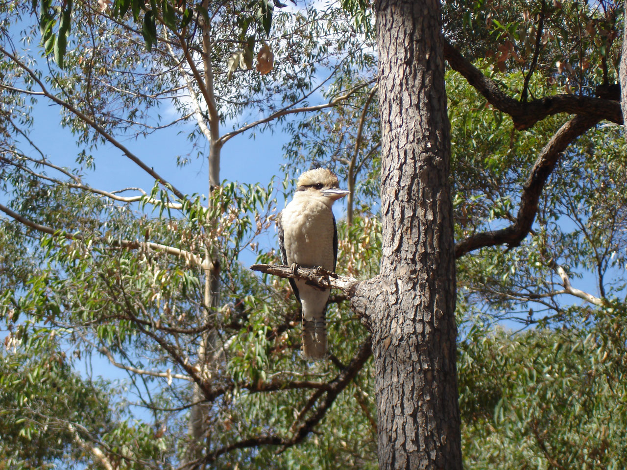 kookaburra kingfisher bird free photo
