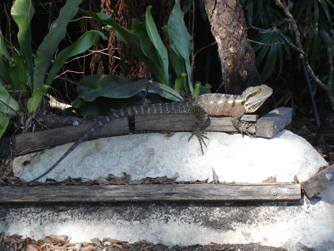 reptile lizard water free photo