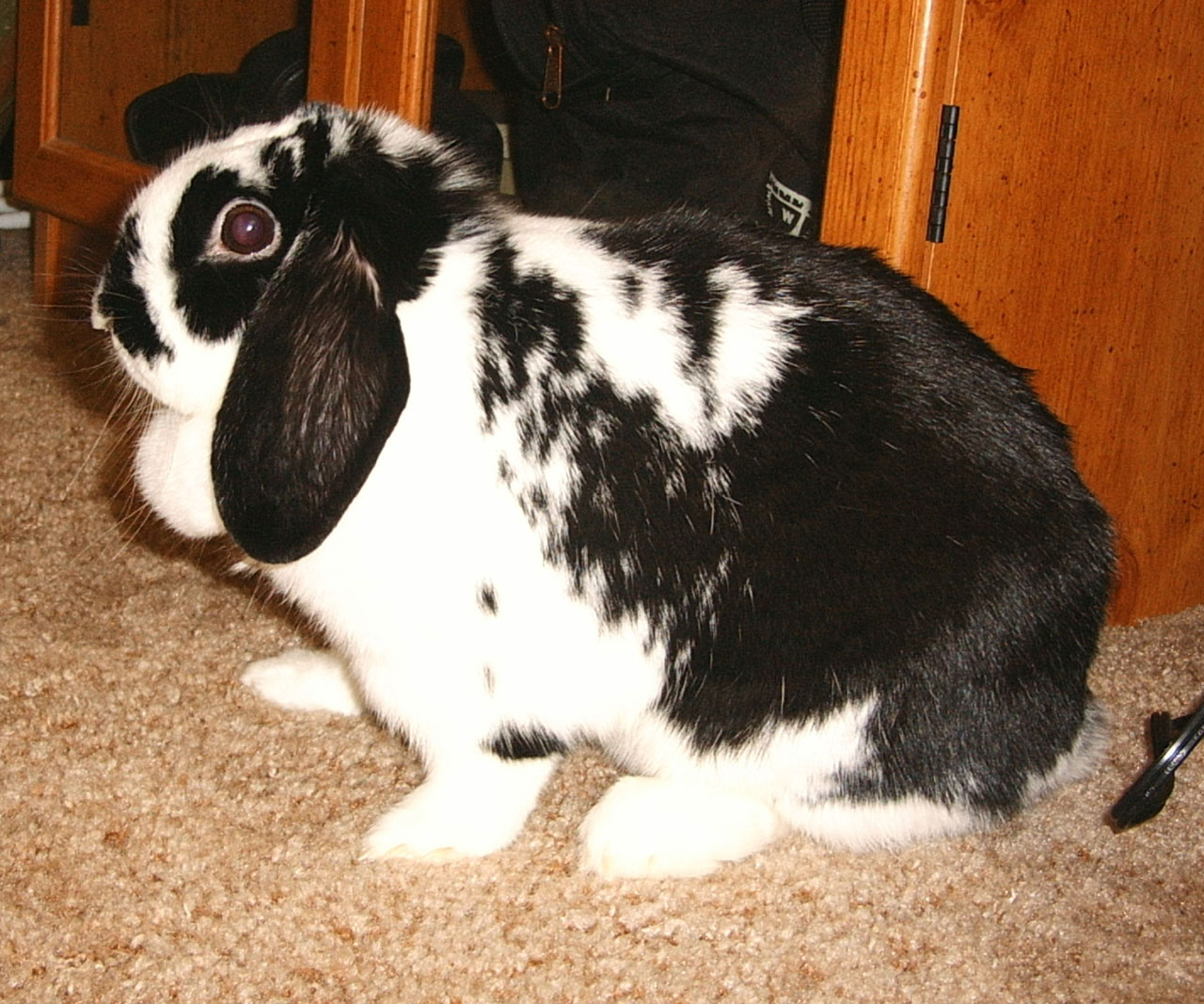 bunny rabbit black free photo