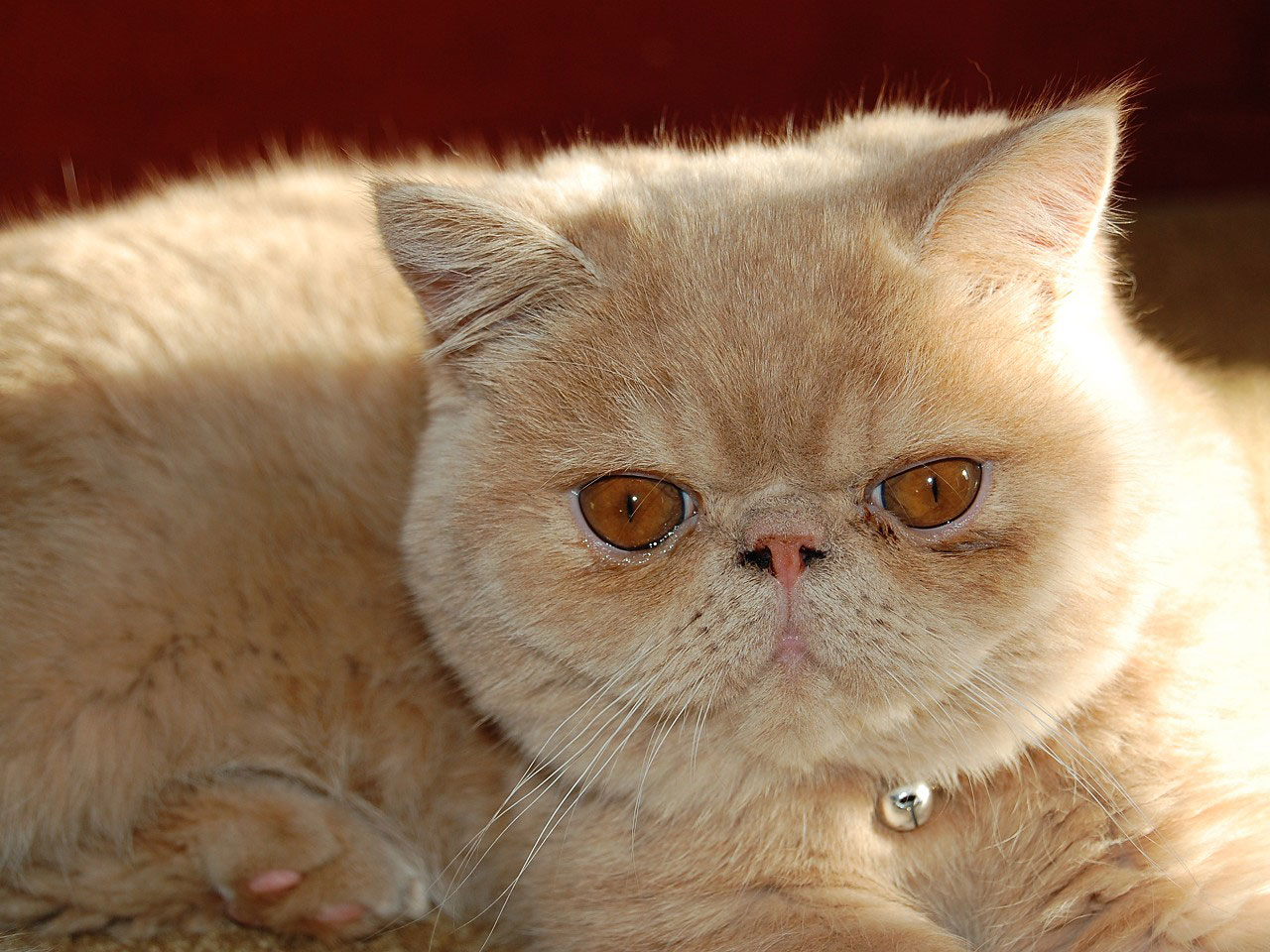 cat persian short-haired free photo