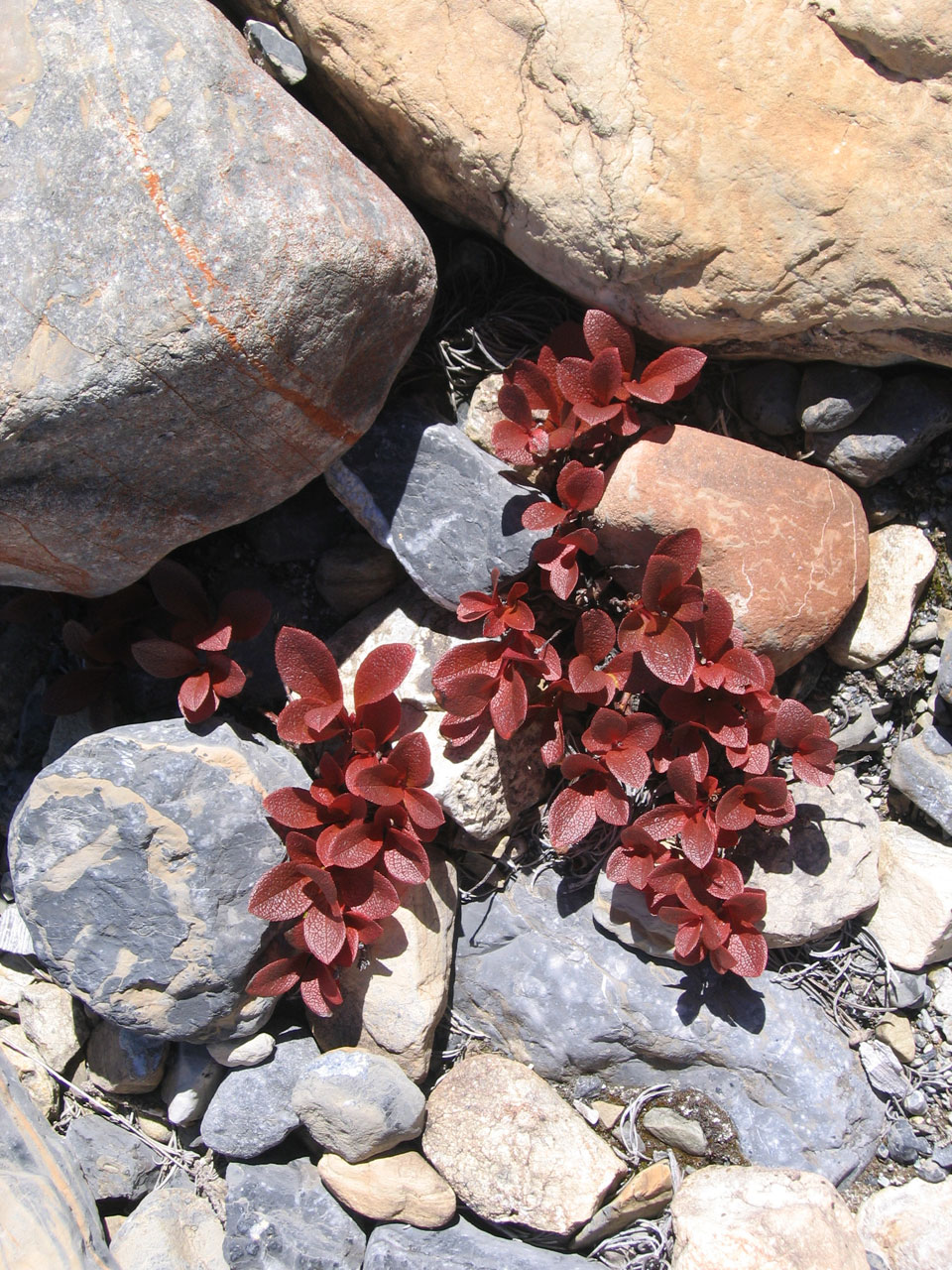 alpine plant flower red free photo