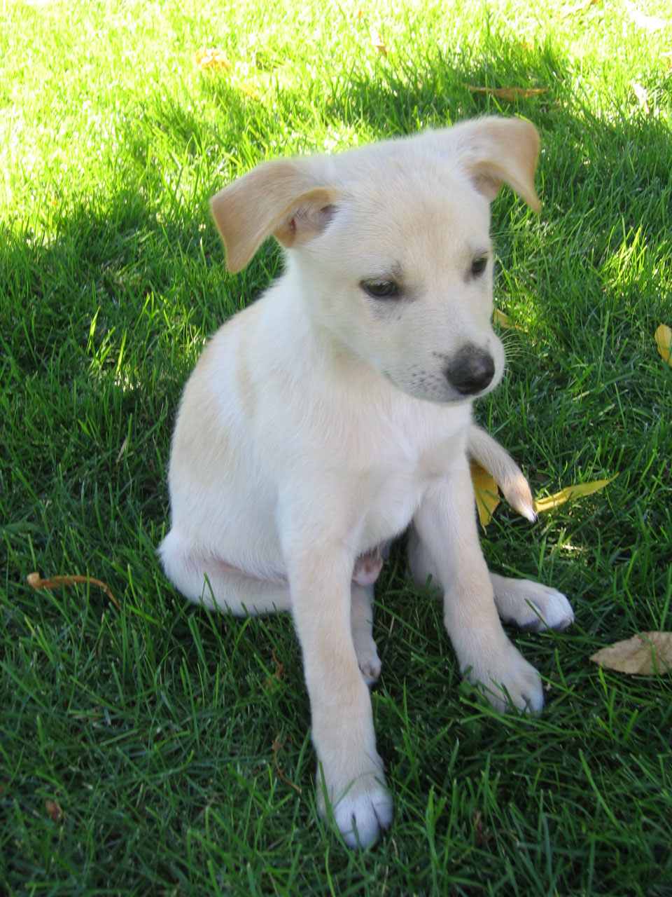 puppy dog lab cross free photo