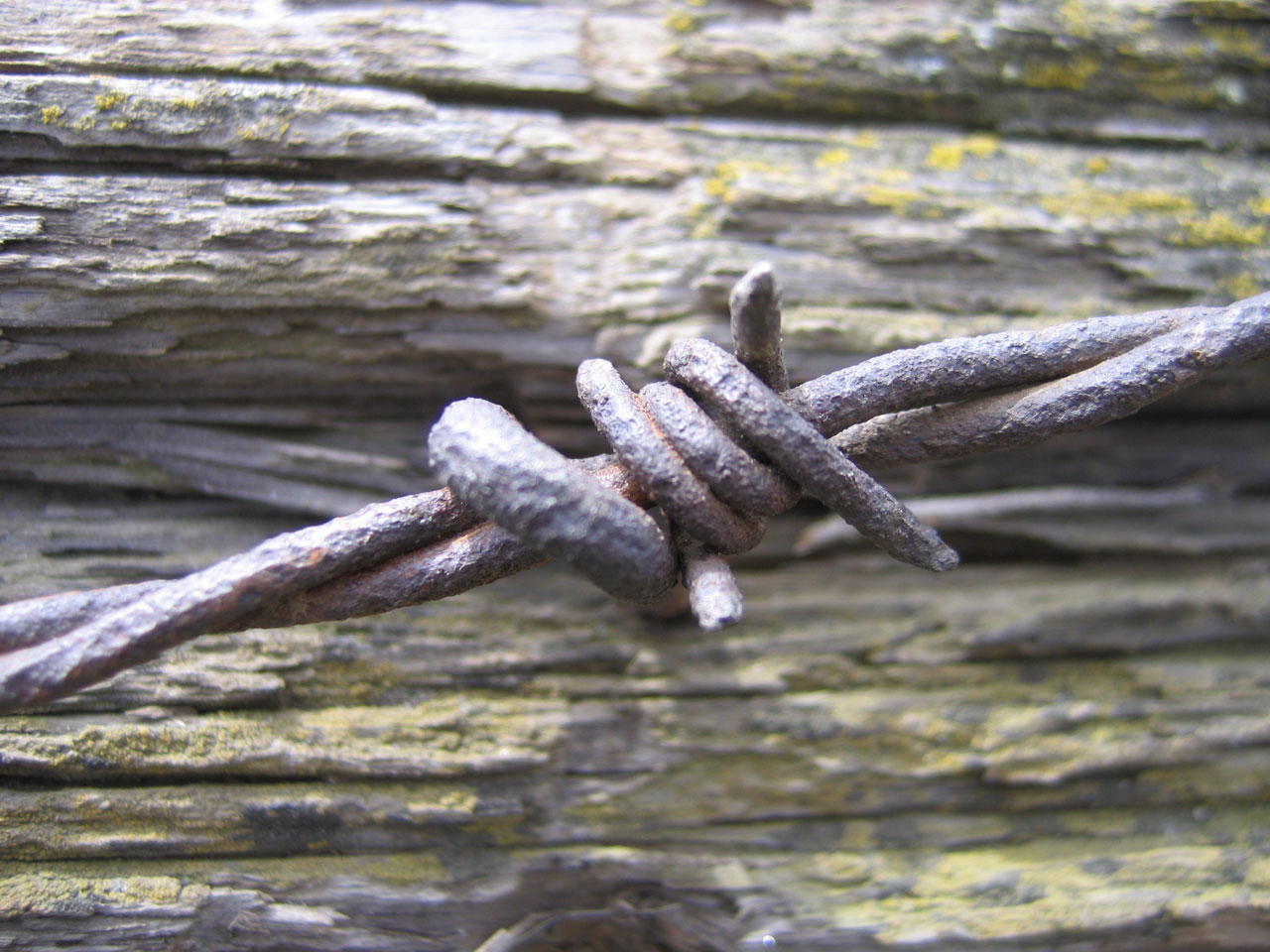 barb wire rust wood free photo