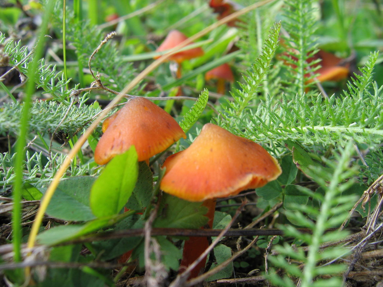 wild mushrooms orange green free photo