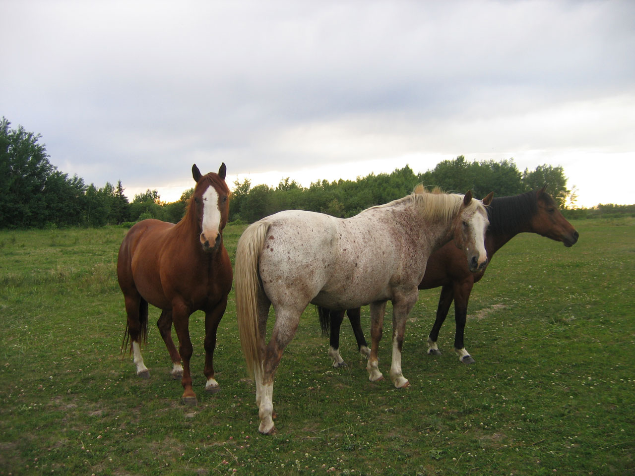 horse horses 3 horses in a green pasture free photo
