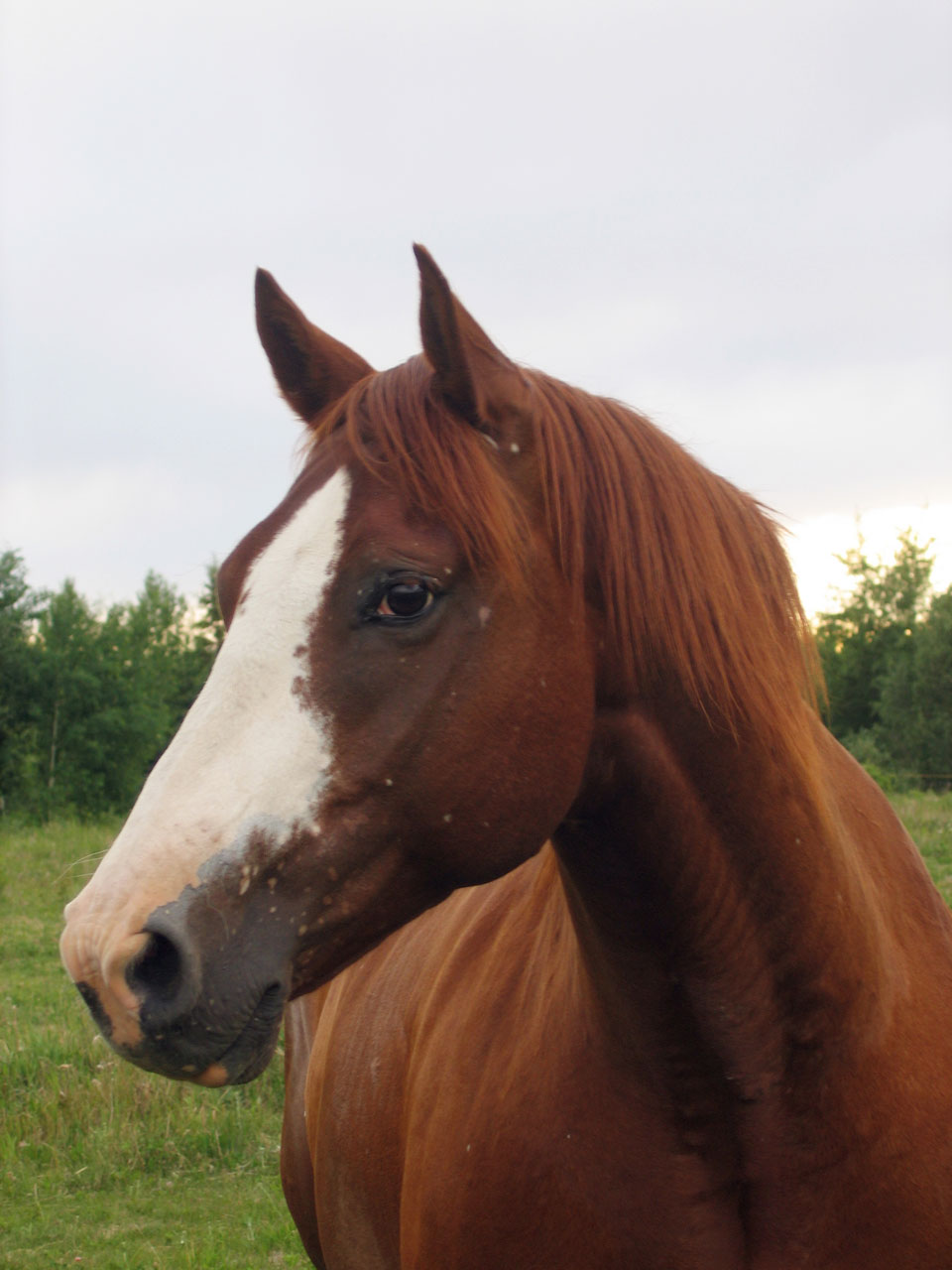 horse animal eye free photo