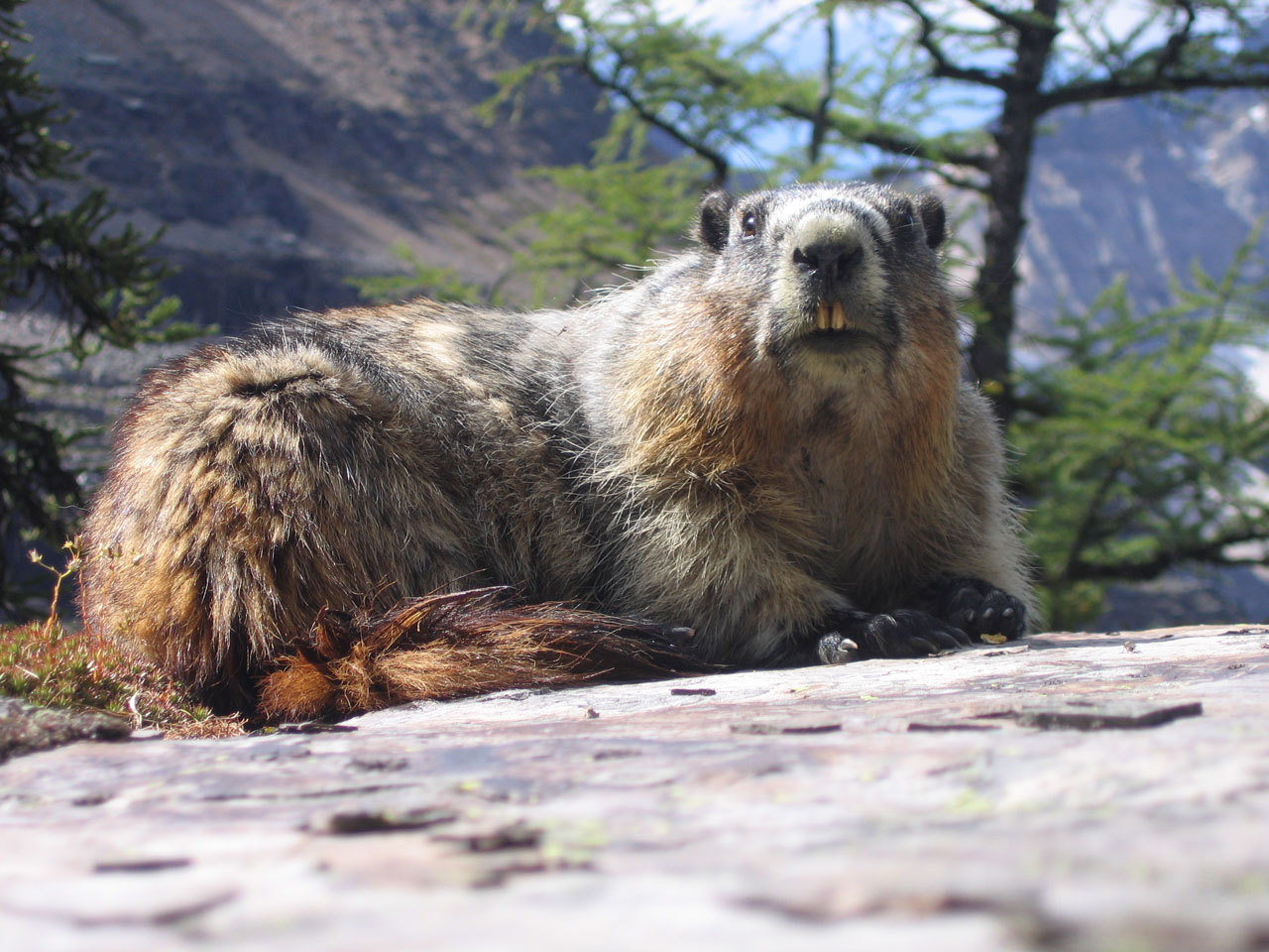 hoary marmot marmota free photo