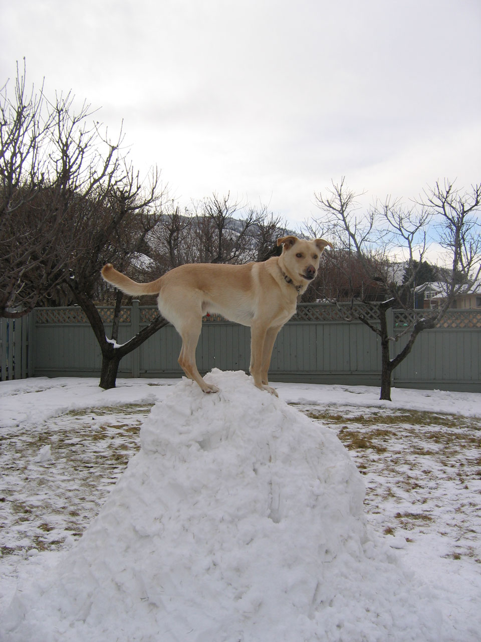 dog puppy winter free photo