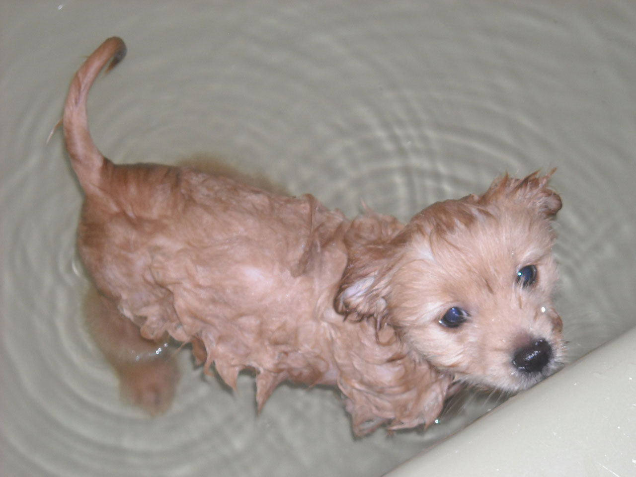 animals dog animals wet dog free photo