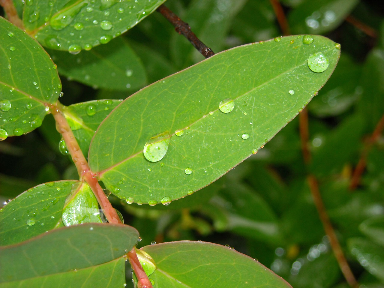 plants rain water free photo