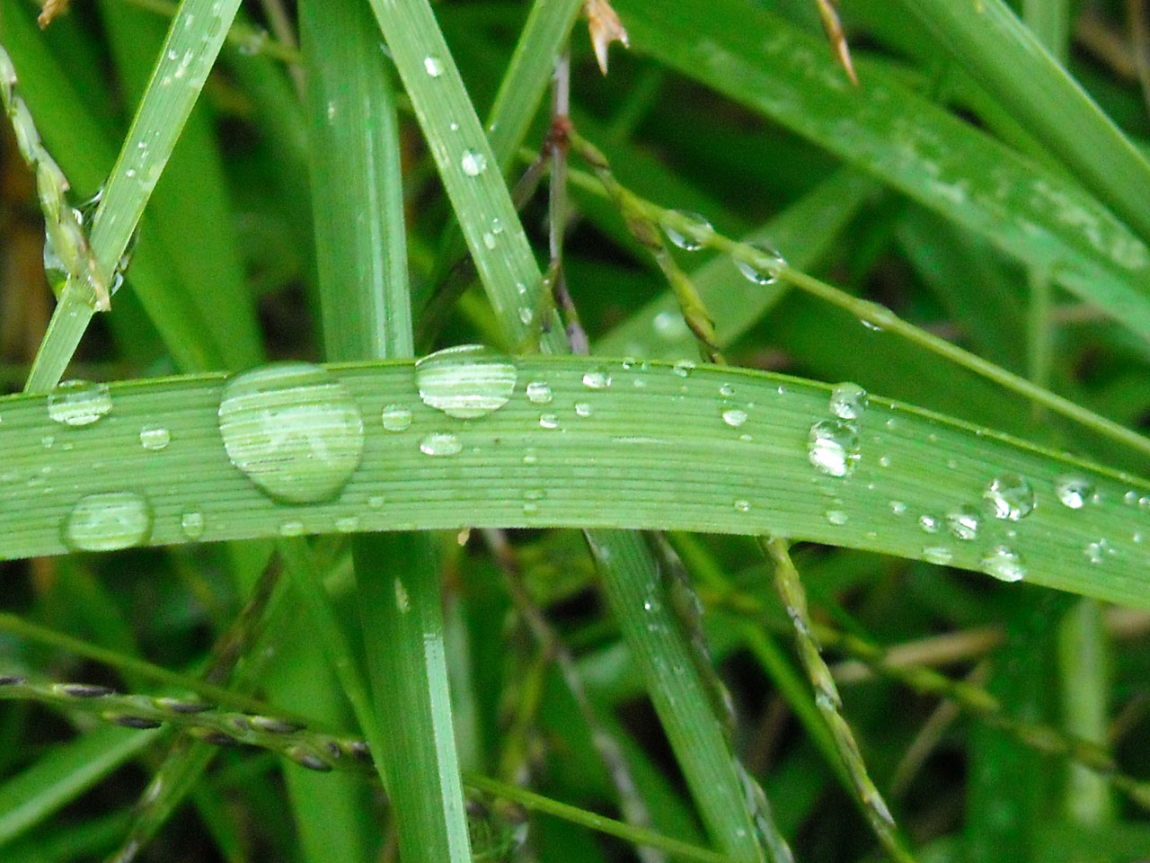 grass rain water free photo