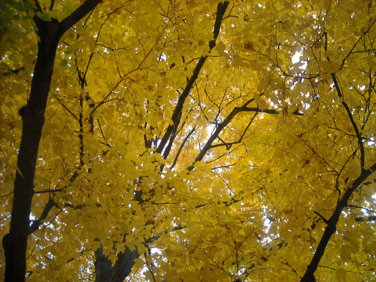 fall tree leaves free photo