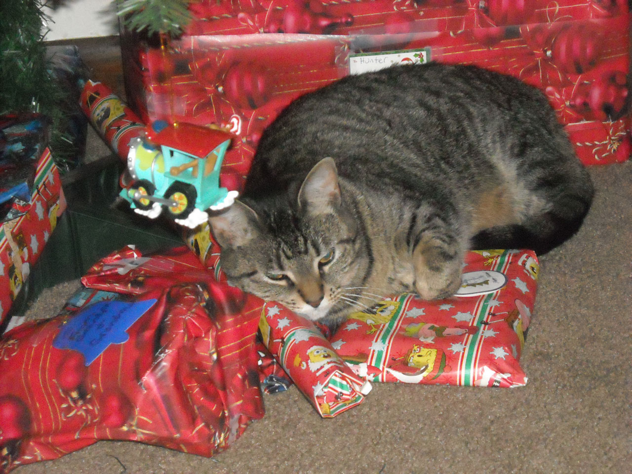 cat animal christmas free photo