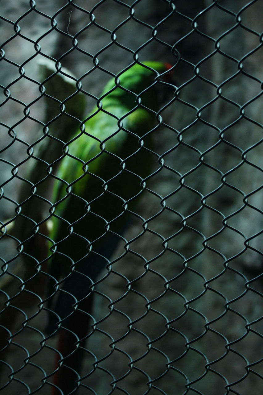 parrot macaw bird free photo