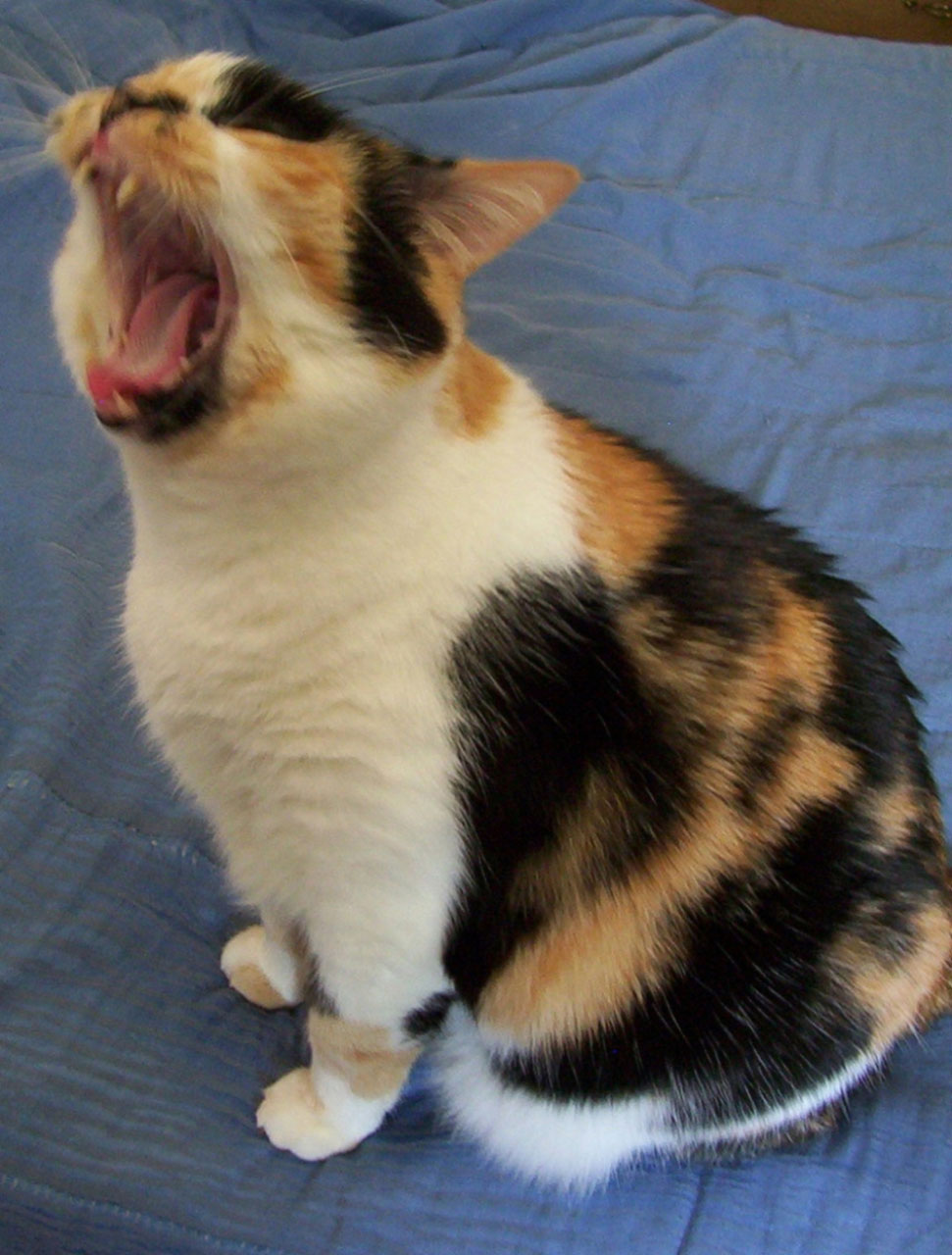 calico yawning cat free photo