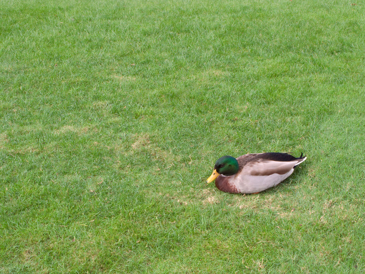 duck grass duck on the grass free photo