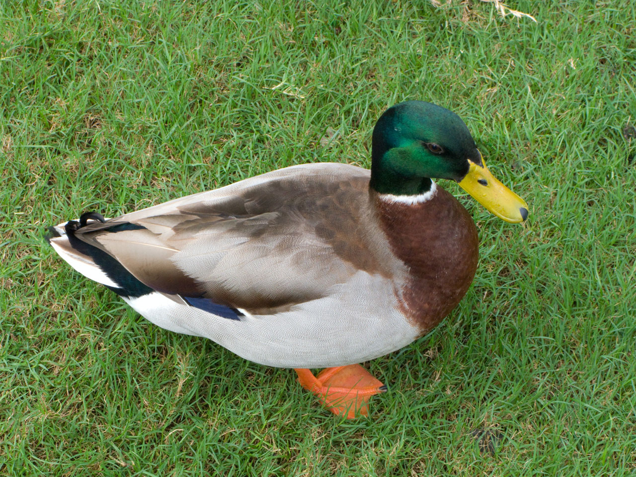 mallard duck mallard duck free photo