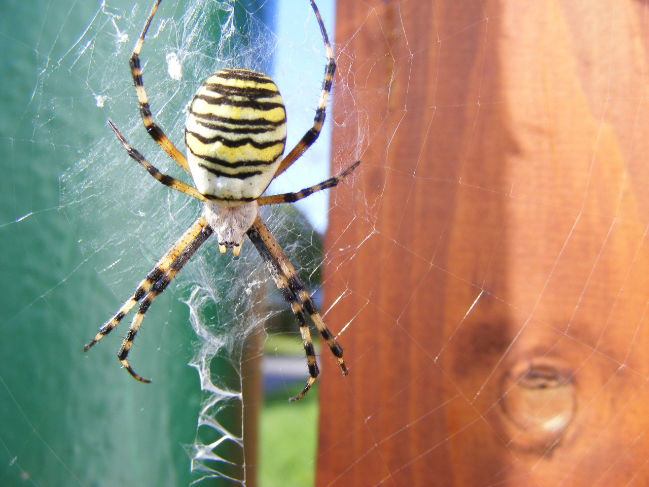 spider crusader argiope stripe - argiope bruennic free photo