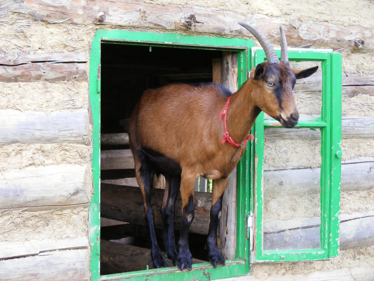 goat window goat free photo