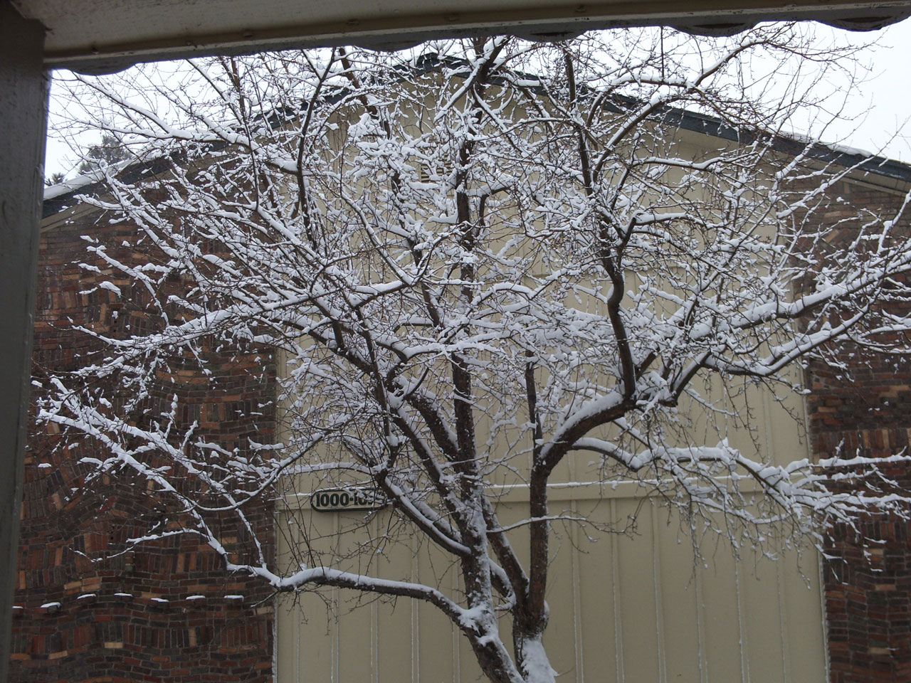 snow tree nature free photo