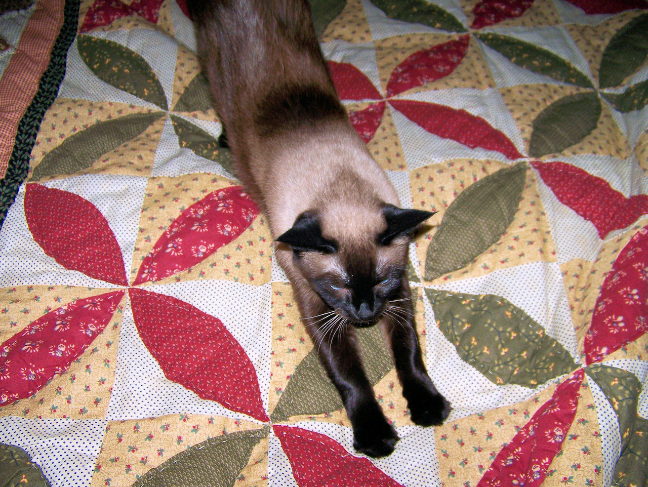 cat stretching bed free photo