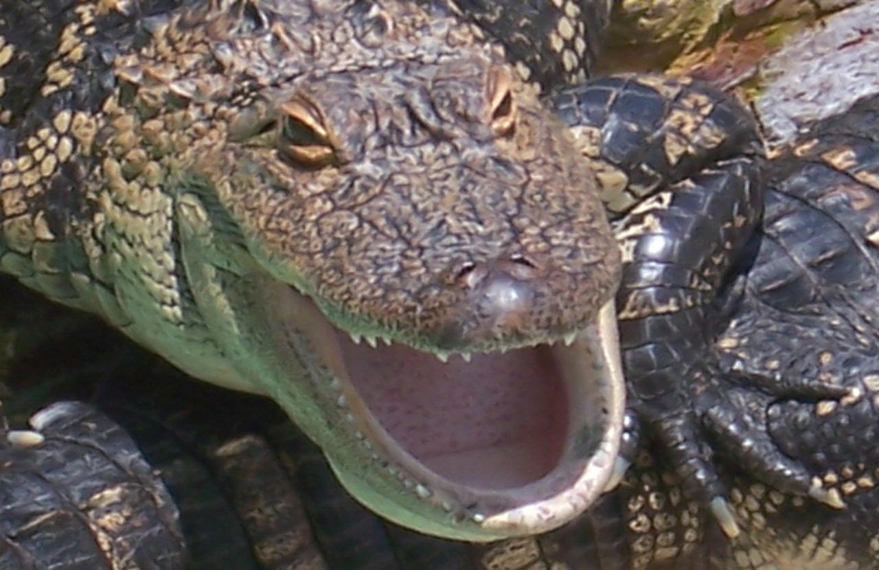 alligator mouth open free photo