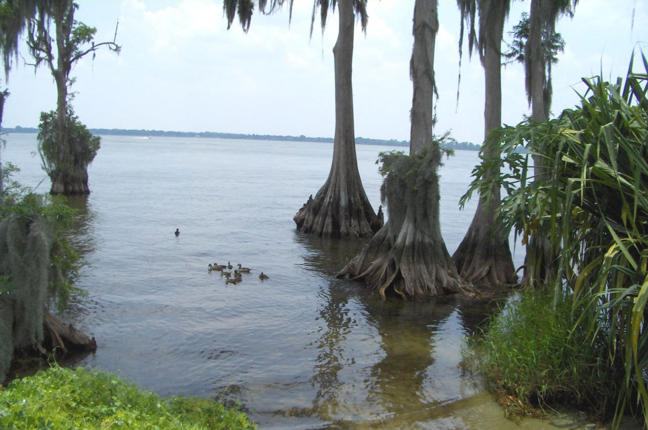 ducks swimming ducks swimming free photo