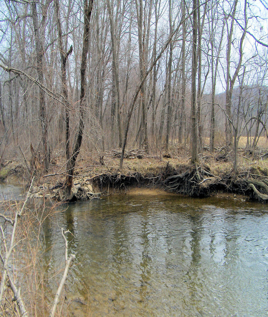 stream fishing fishing stream free photo