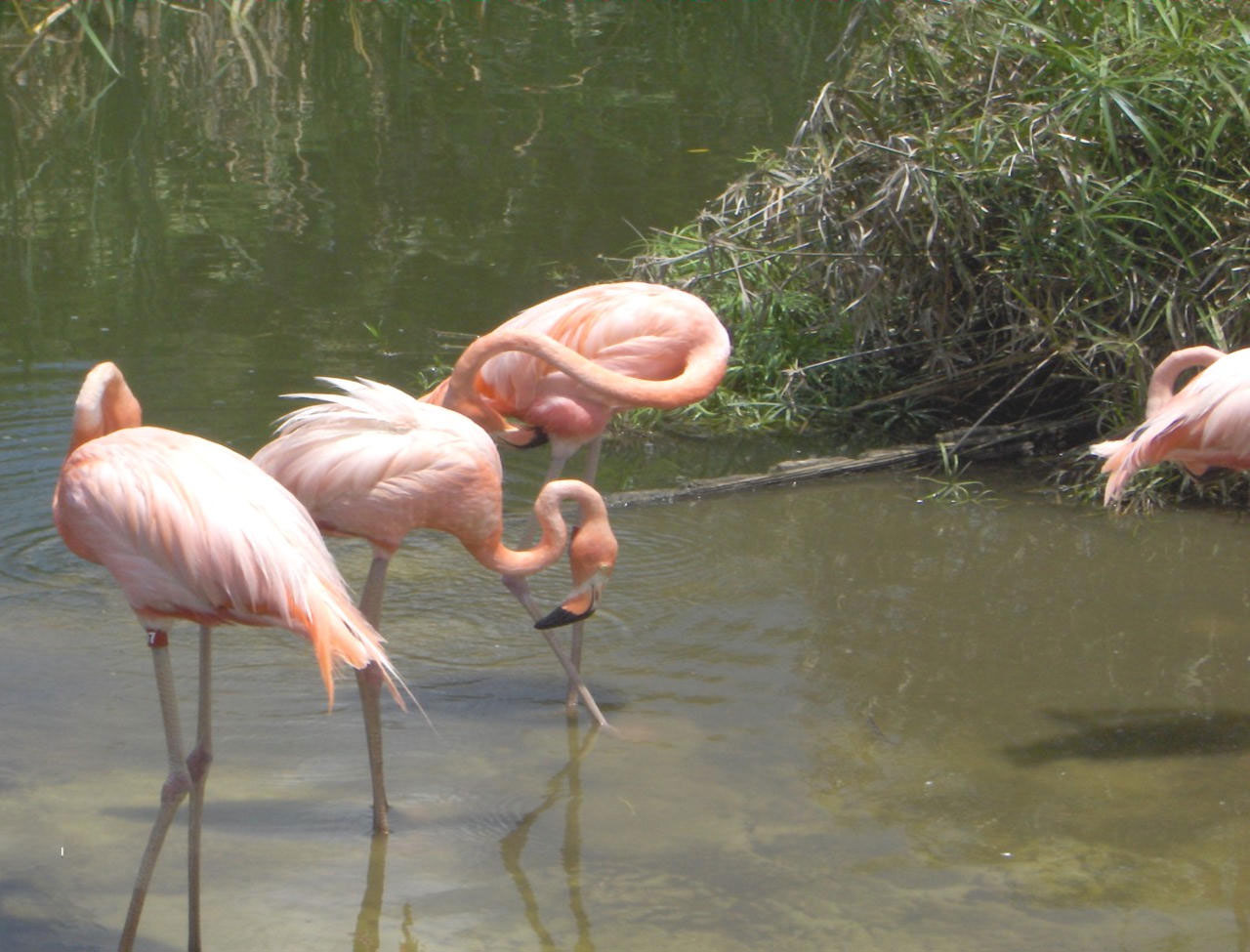 flamingos flamingos free pictures free photo