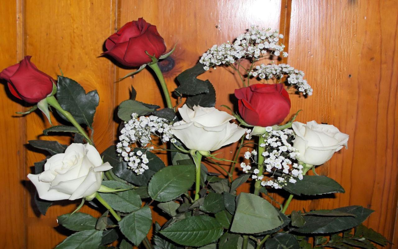 white roses red free photo