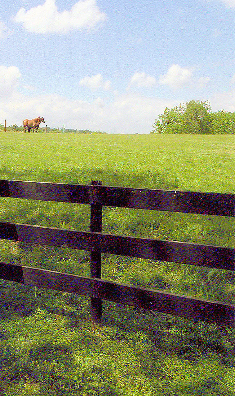 horses two two horses free photo