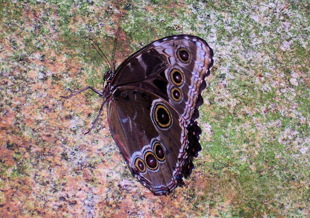 animals canada butterfly free photo